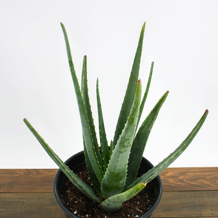 Aloe vera Medicinal Aloe, 4 Inch Houseplants