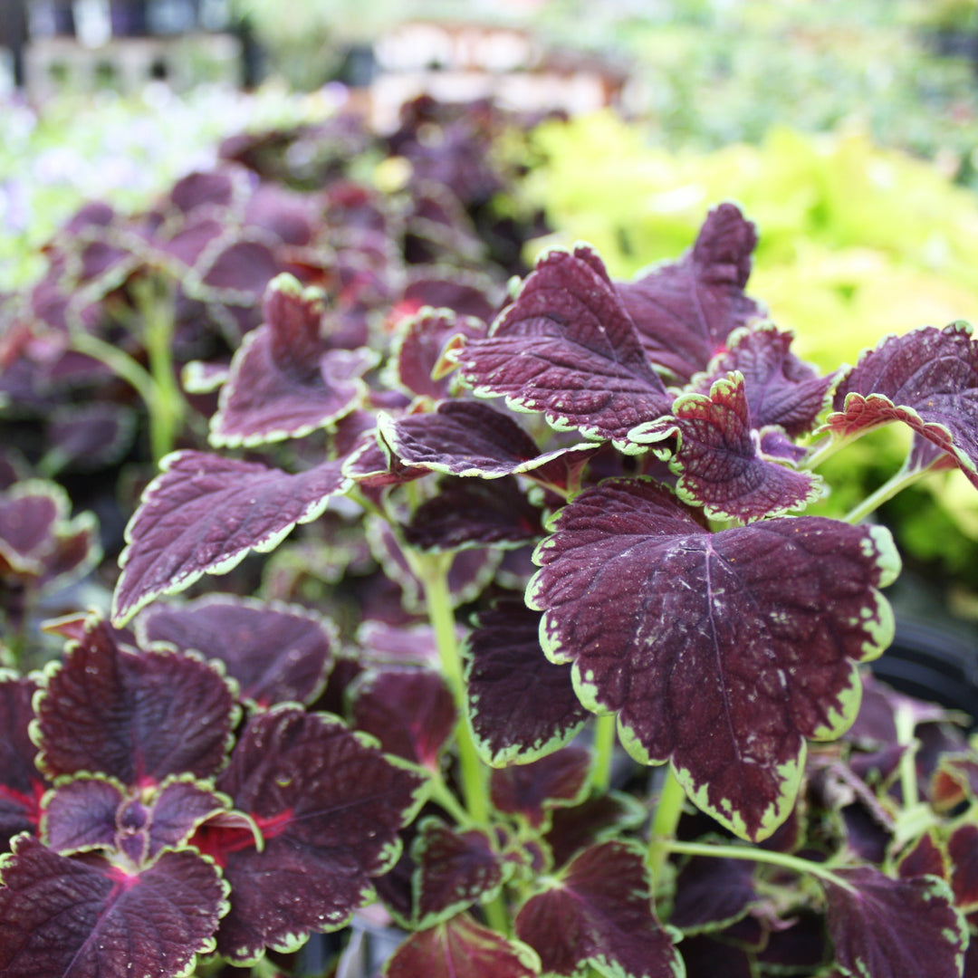Plectranthus scutellarioides 'Abbey Road' Coleus, 4 Inch Annuals