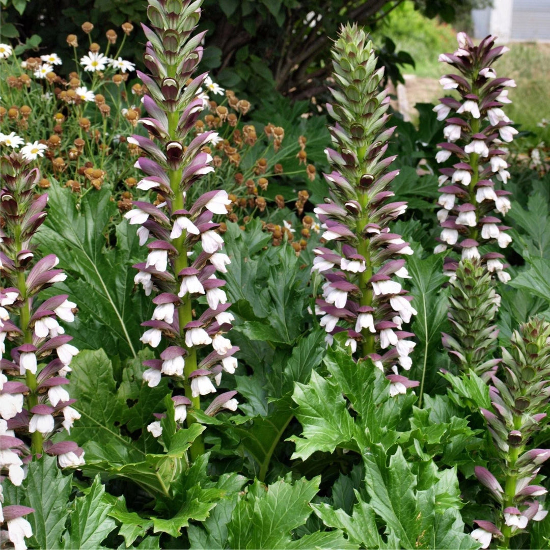 Acanthus mollis Bear's Breeches, 1 Gallon Perennials