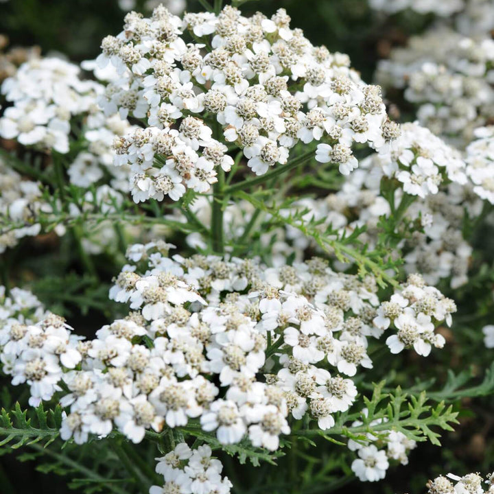 Al's Garden & Home 'New Vintage White' Yarrow (Achillea), 1 Gallon 