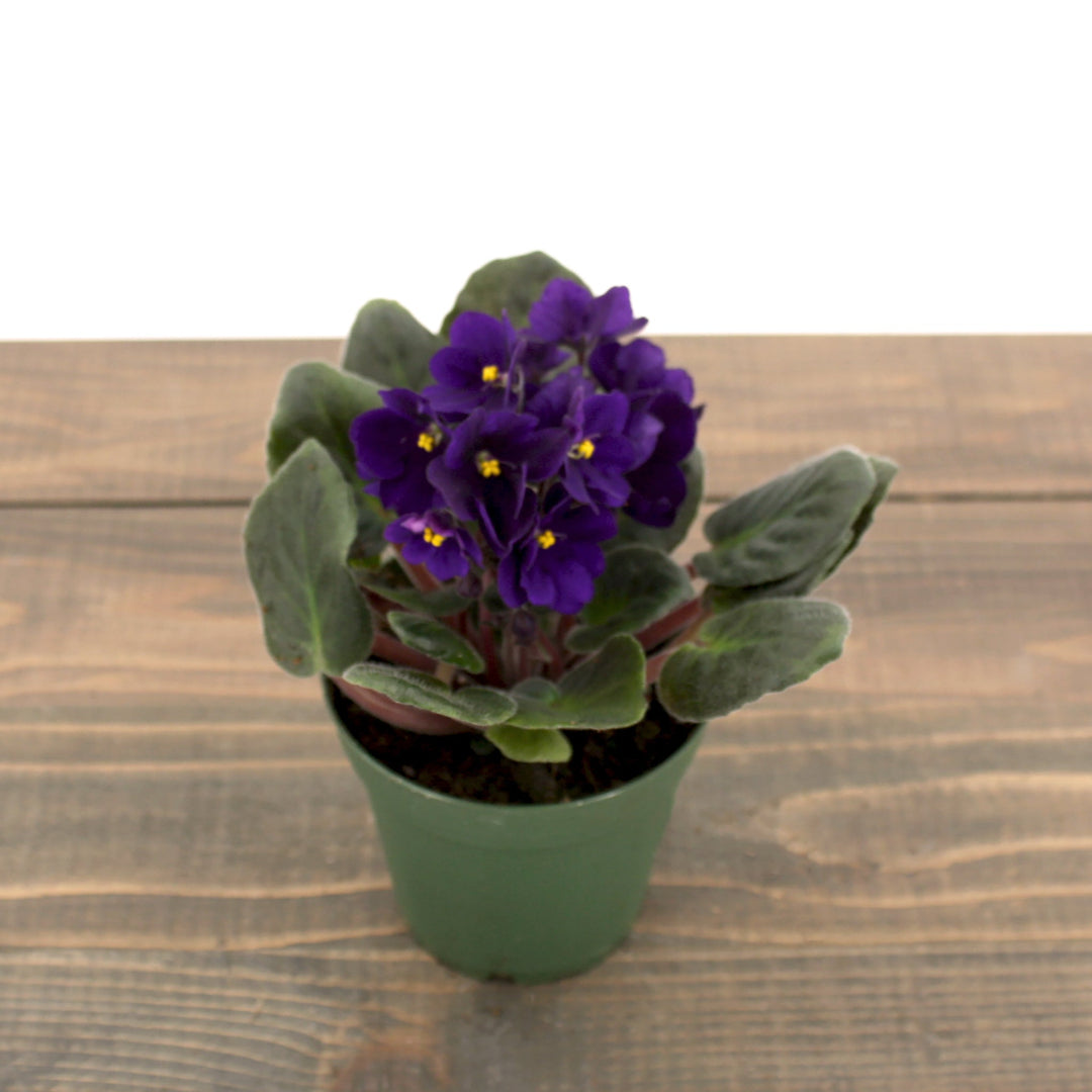 Saintpaulia ionantha African Violet, 4 Inch Houseplants