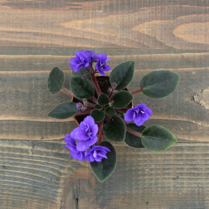 Saintpaulia ionantha African Violet, 2 Inch Houseplants
