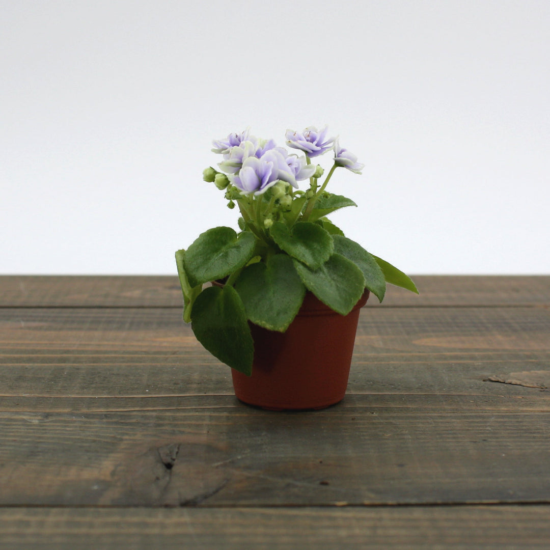 Saintpaulia ionantha African Violet, 2 Inch Houseplants