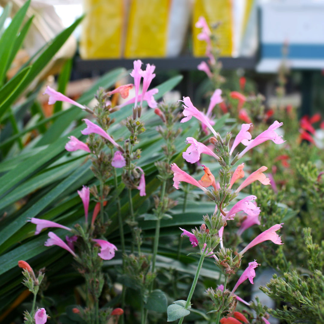 Agastache x 'Kudos Ambrosia' Hummingbird Mint, 1 Gallon Perennials