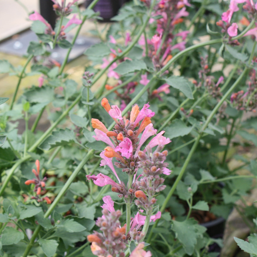 Agastache x 'Kudos Ambrosia' Hummingbird Mint, 1 Gallon Perennials