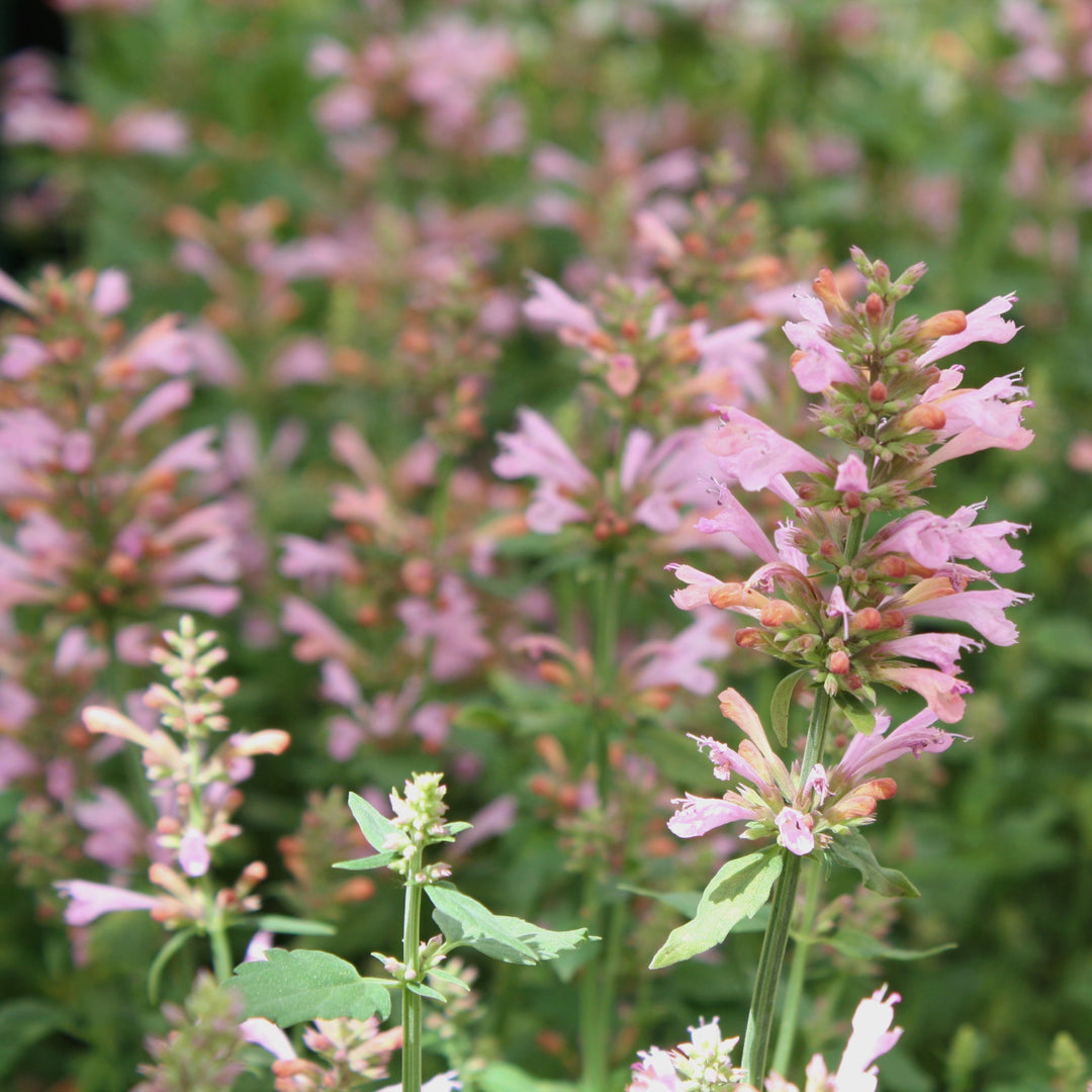 Agastache aurantiaca 'Sunny Sparks Pink Glow' PP32515 Hummingbird Mint, 1 Gallon Perennials
