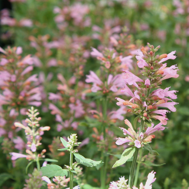 Agastache aurantiaca 'Sunny Sparks Pink Glow' PP32515 Hummingbird Mint, 1 Gallon Perennials