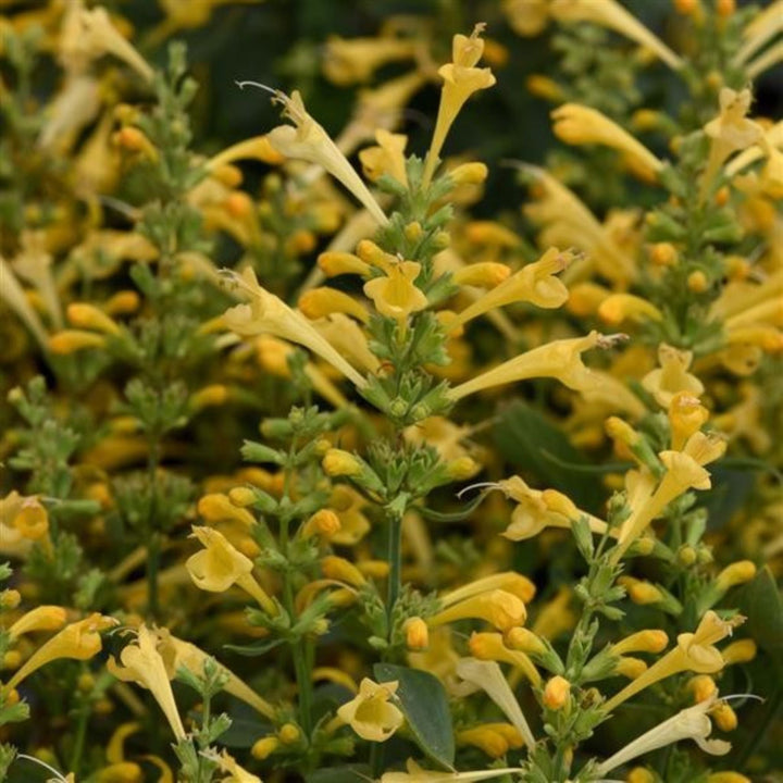 Agastache mexicana 'Balsumlem' PPAF Hummingbird Mint, 1 Gallon Perennials