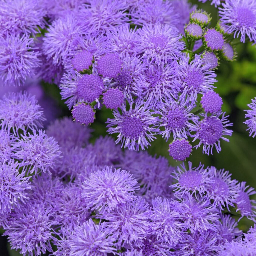 Ageratum 'Monarch Magic' Floss Flower, 1 Gallon Annuals