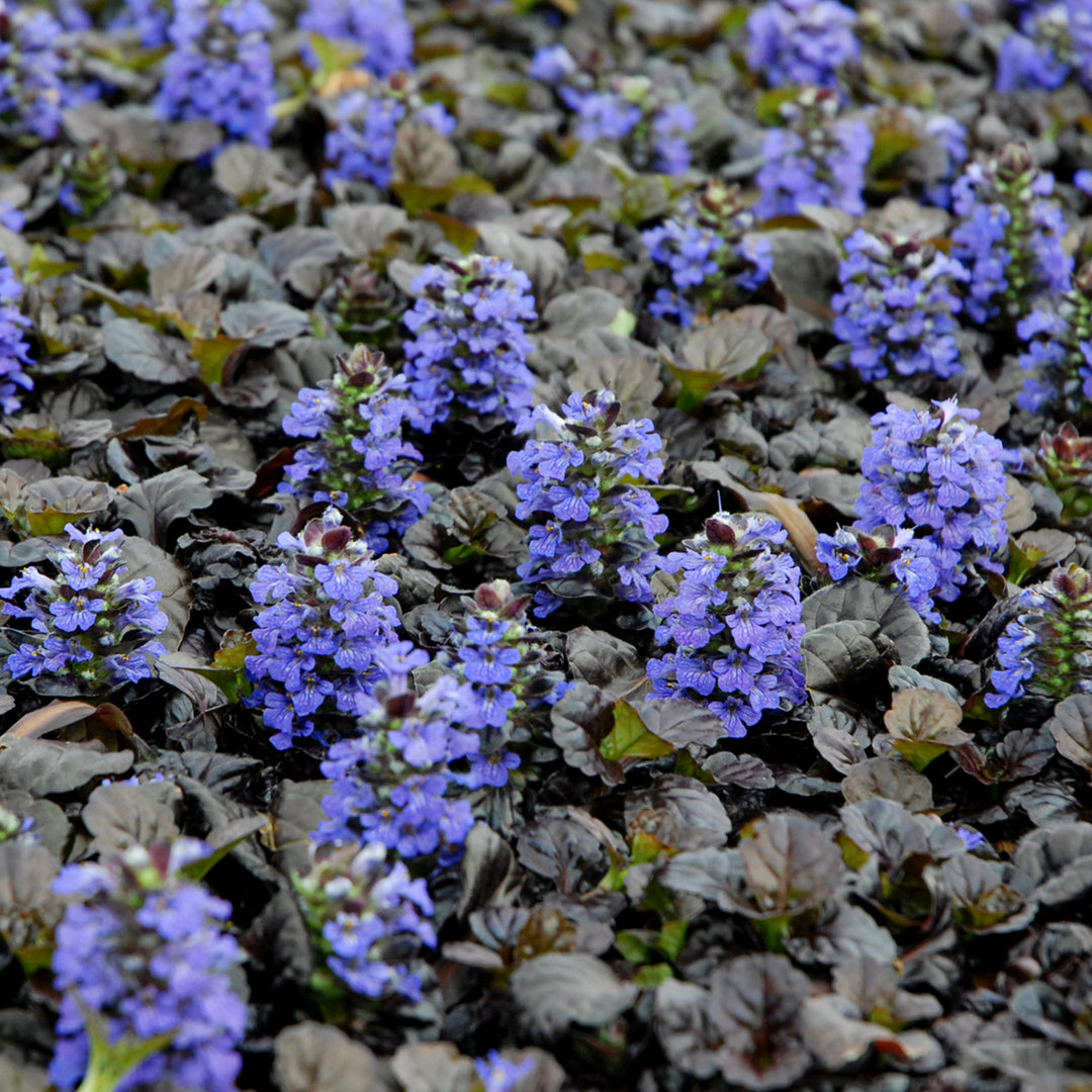 Al's Garden & Home 'Black Scallop' Ajuga (Ajuga reptans), 4 Inch perennial