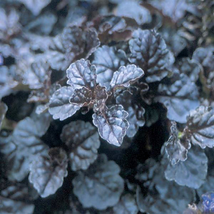 Al's Garden & Home 'Black Scallop' Ajuga (Ajuga reptans), 4 Inch perennial