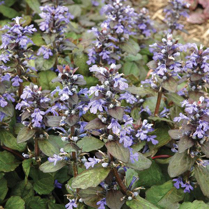 Al's Garden & Home 'Catlin's Giant' Ajuga (Ajuga reptans), 1 Quart perennial