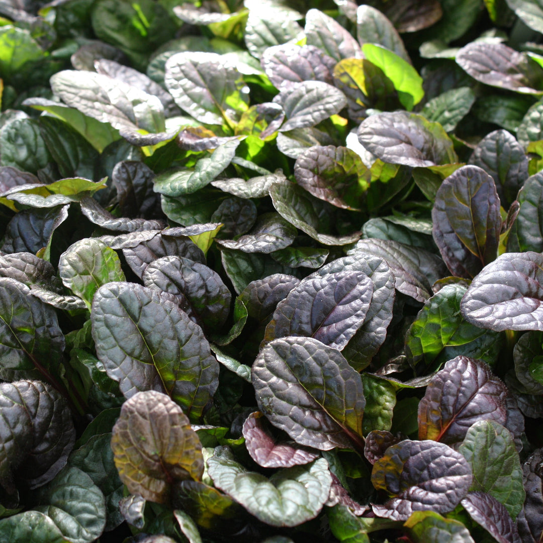 Ajuga reptans 'Mahogany' Ajuga, 1 Quart Perennials