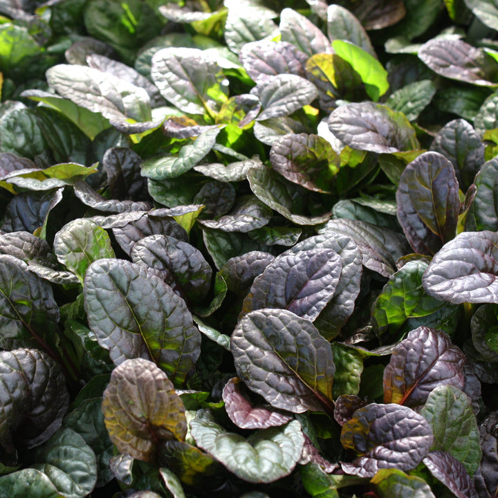 Ajuga reptans 'Mahogany' Ajuga, 1 Quart Perennials