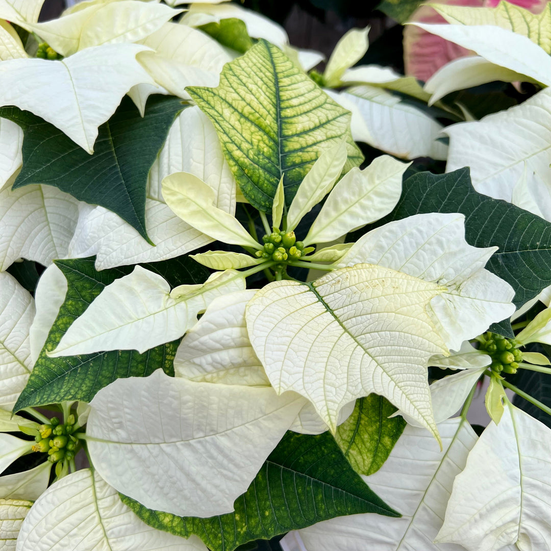Euphorbia pulcherrima 'Alaska' Poinsettia, 1 Quart Annuals