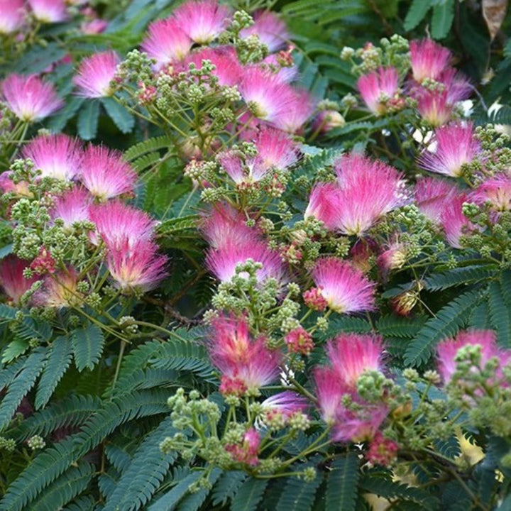 Albizia julibrissin 'Ombrella' Mimosa, 7 Gallon Trees