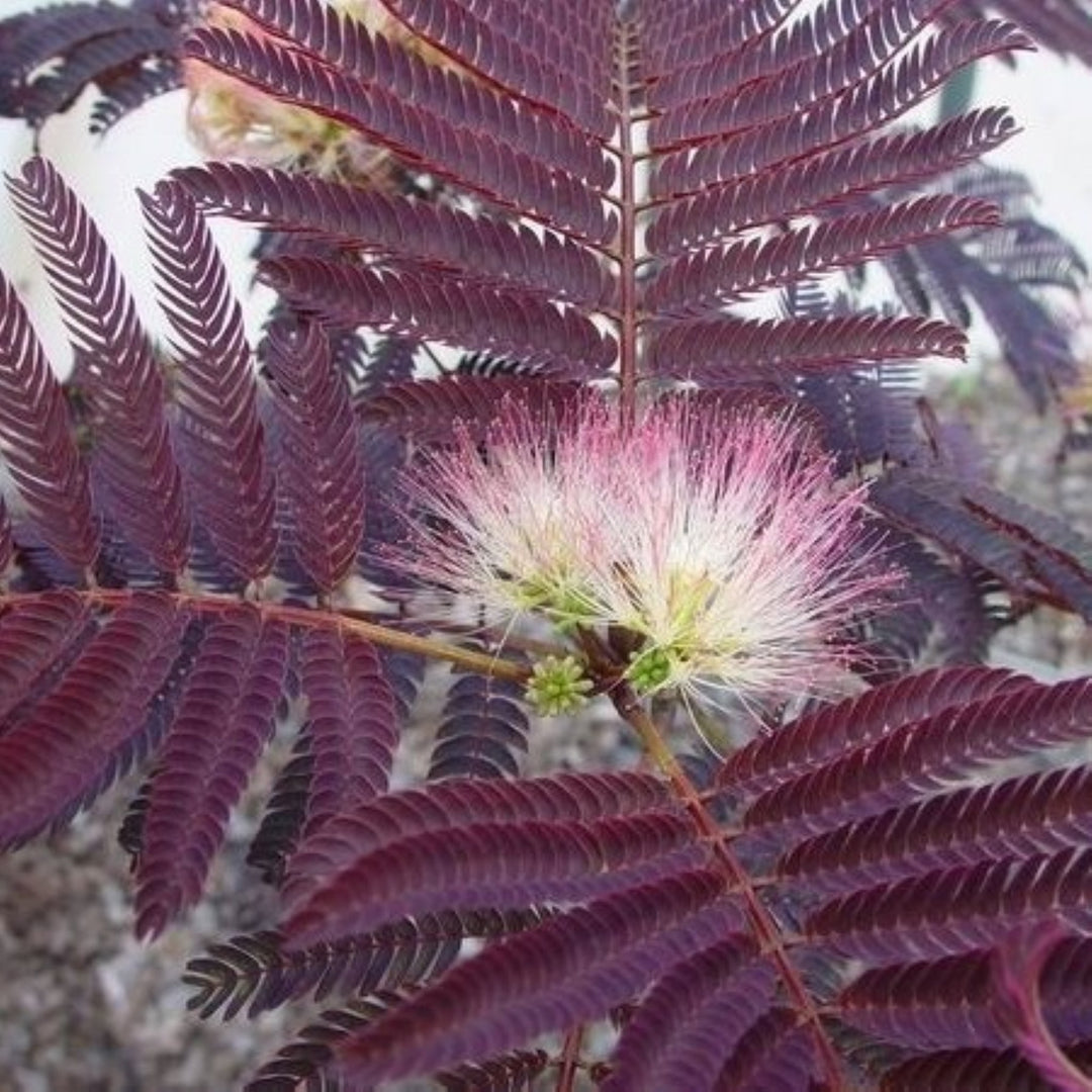 Albizia julibrissin 'Summer Chocolate' Mimosa, 7 Gallon Trees