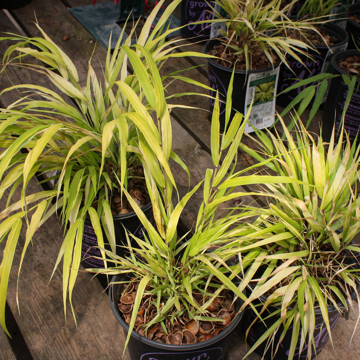 Hakonechloa macra 'All Gold' Japanese Forest Grass, Perennial