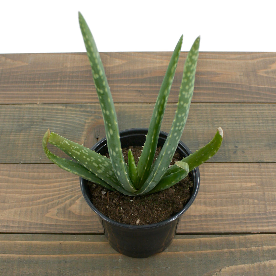 Aloe vera Medicinal Aloe, 4 Inch Houseplants