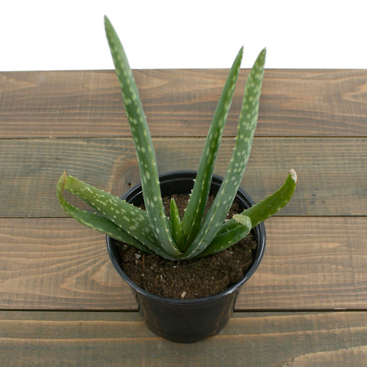 Aloe vera Medicinal Aloe, 4 Inch Houseplants
