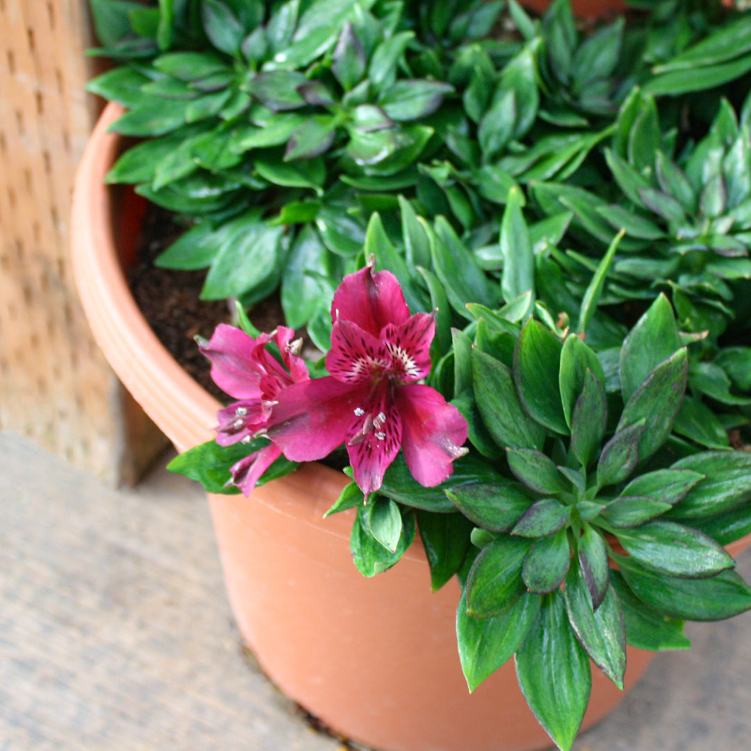 Al's Garden & Home 'Inca Noble' Peruvian Lily (Alstroemeria), 12 Inch Decorative Pot perennial