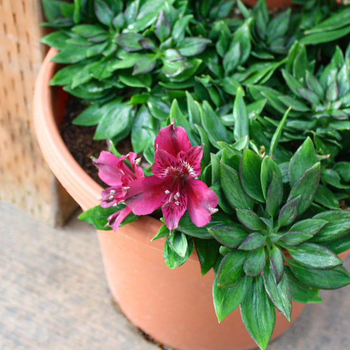 Alstroemeria x 'Inca Noble' Peruvian Lily, 12 Inch Perennials