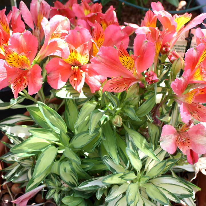 Alstroemeria x 'Little Miss Zoe' PP30680 Peruvian Lily, 12 Inch Perennials