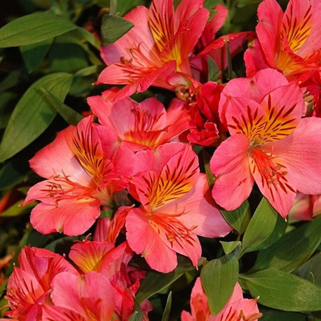 Alstroemeria x 'Zaprieliarange' PPAF Peruvian Lily, 12 Inch Perennials
