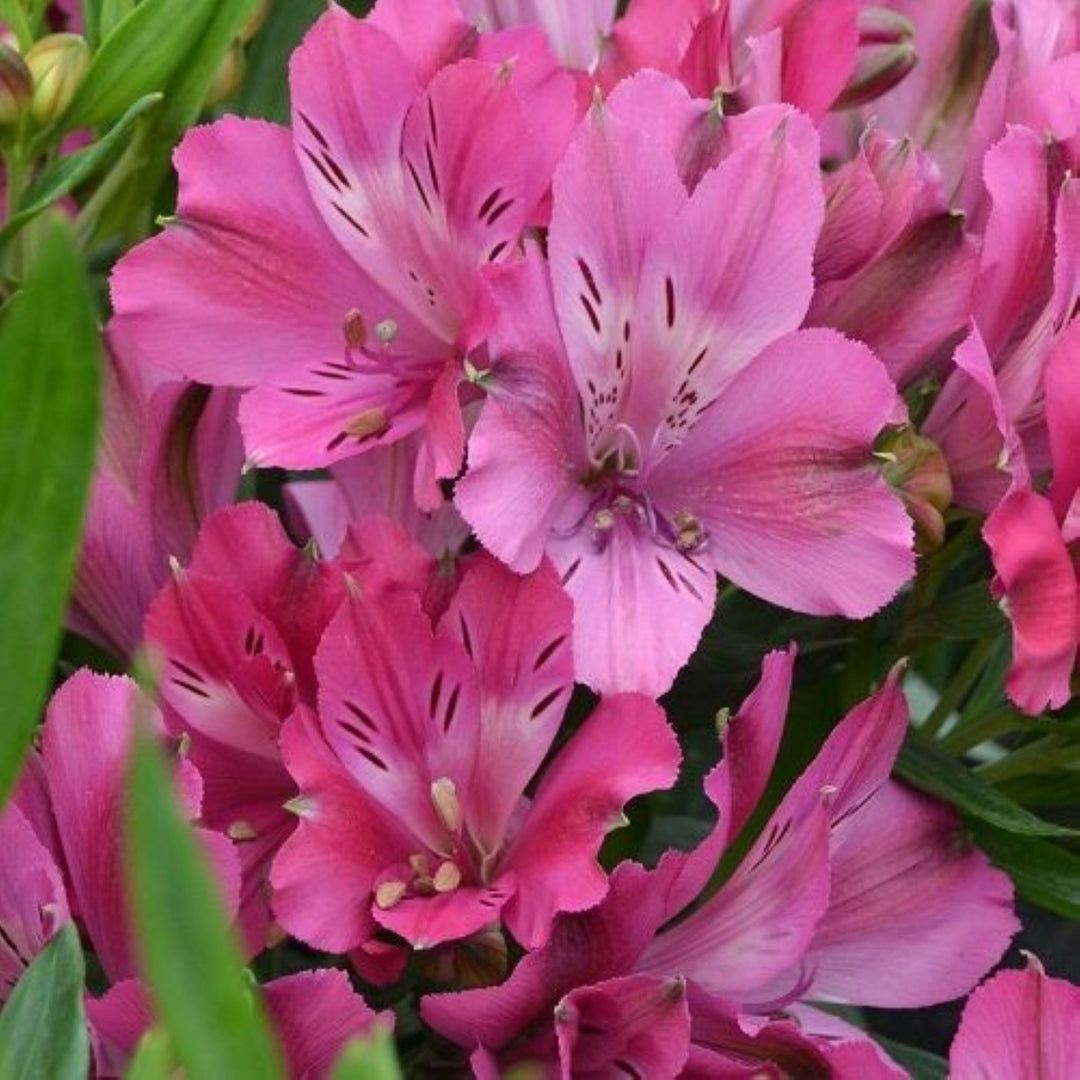 Al's Garden & Home 'Inticancha Machu' Peruvian Lily (Alstroemeria), 12 Inch Decorative Pot perennial