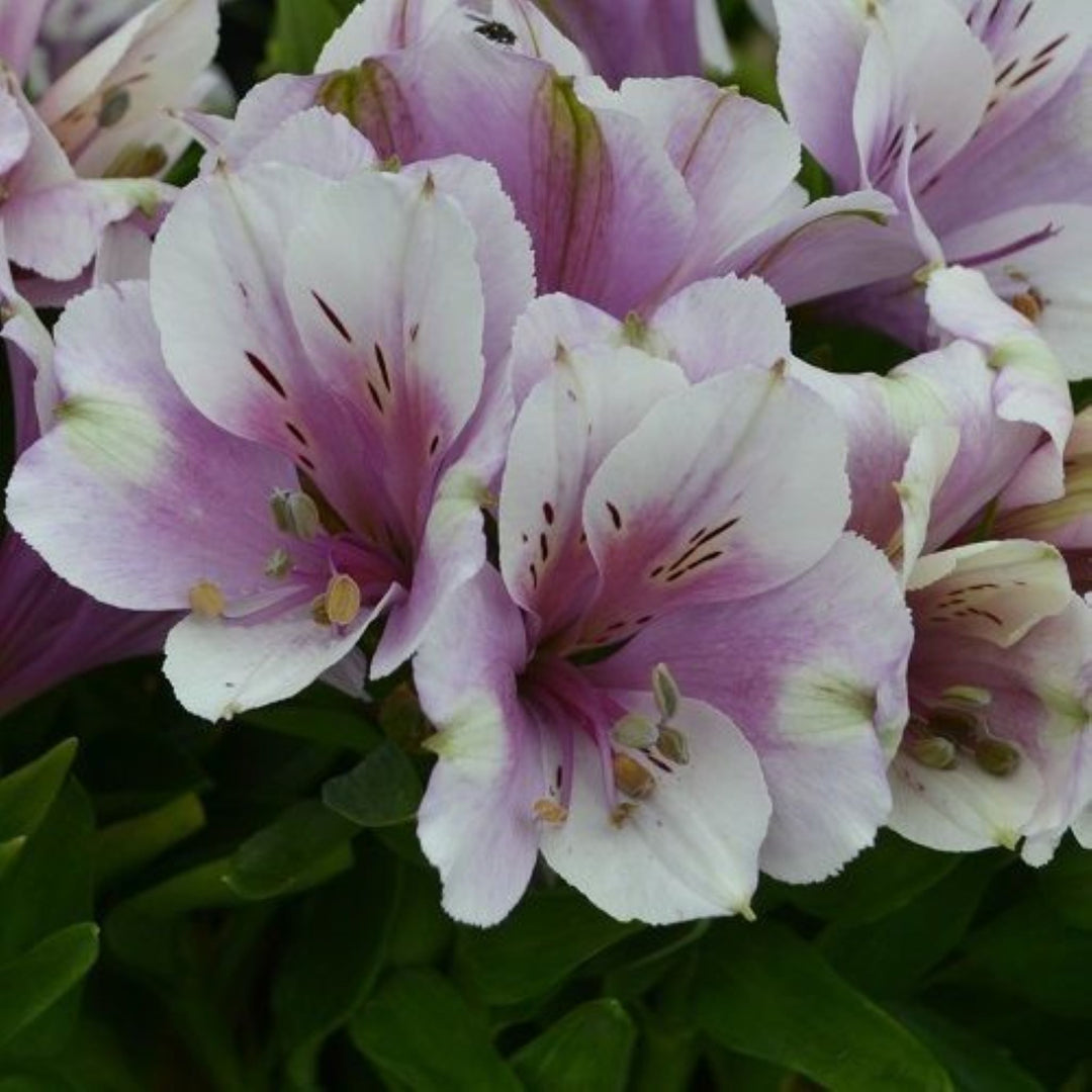 Al's Garden & Home 'Inticancha Moonlight' Peruvian Lily (Alstroemeria), 12 Inch Decorative Pot perennial