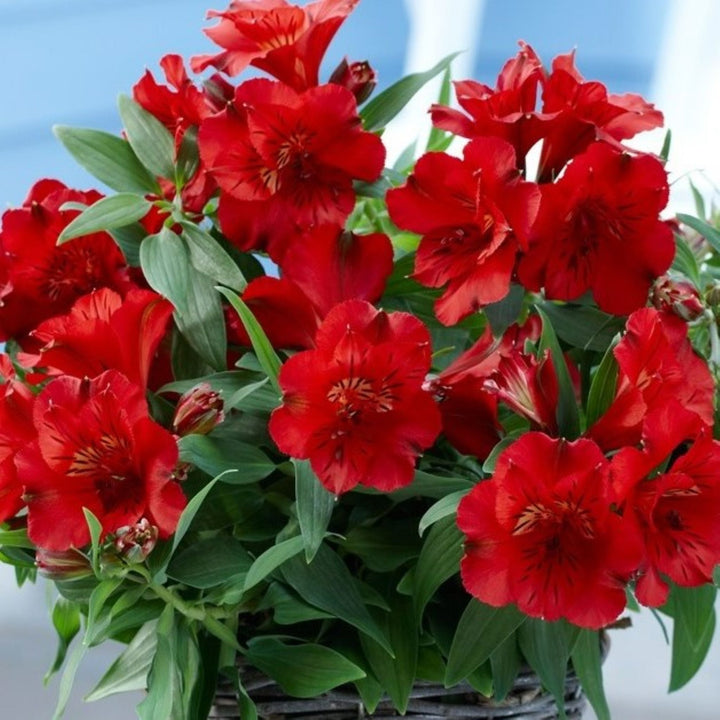 Alstroemeria x 'Zaprikate' PP25214 Peruvian Lily, 12 Inch Perennials