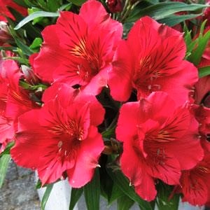 Alstroemeria x 'Zaprikate' PP25214 Peruvian Lily, 12 Inch Perennials