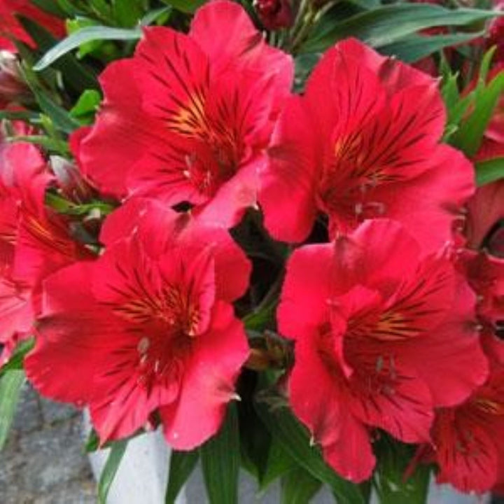 Alstroemeria x 'Zaprikate' PP25214 Peruvian Lily, 12 Inch Perennials