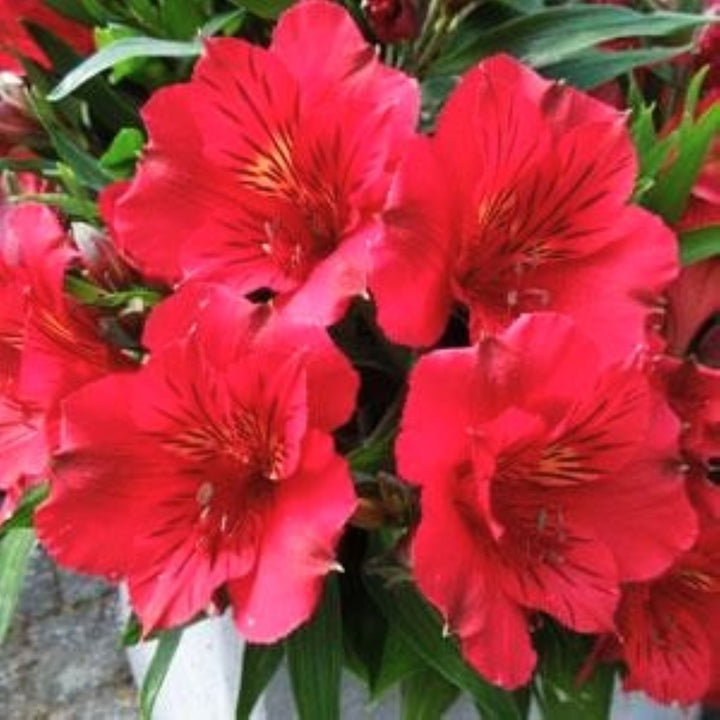 Alstroemeria x 'Zaprikatia' Peruvian Lily, 12 Inch Perennials