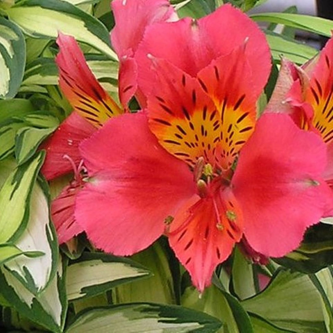 Al's Garden & Home 'Little Miss Zoe' Peruvian Lily (Alstroemeria), 12 Inch Decorative Pot perennial