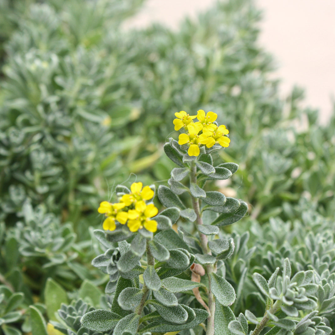 Alyssum - ‘Golden Spring’