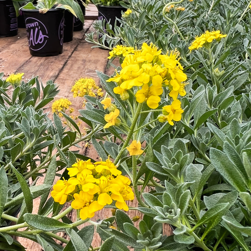 Alyssum 'Golden Spring' perennial with yellow blooms