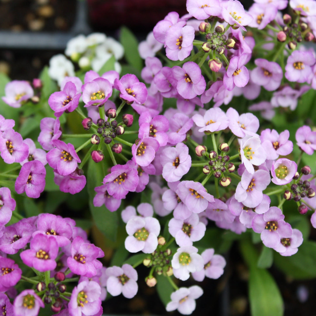 Lobularia maritima 'PAS501342' US7915504 Sweet Alyssum, 3-Pack Annuals