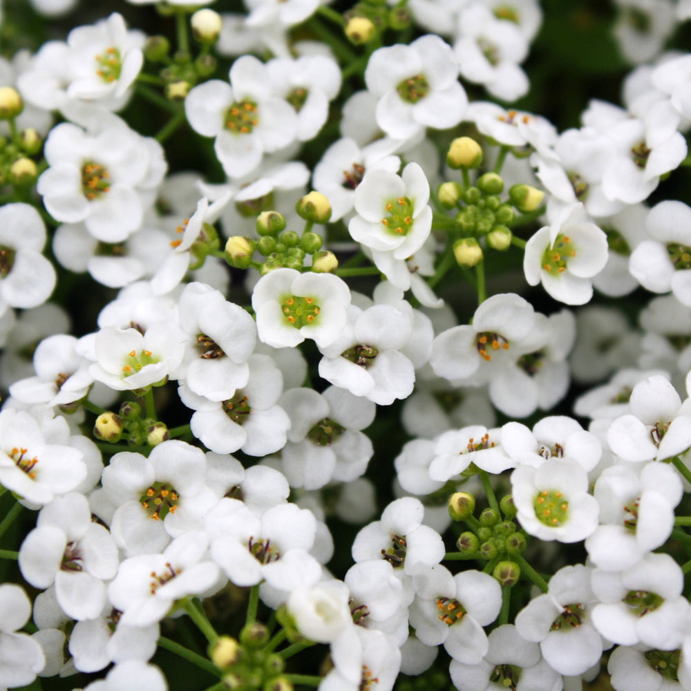 Lobularia maritima 'PAS501344' US7915504 Sweet Alyssum, 3-Pack Annuals