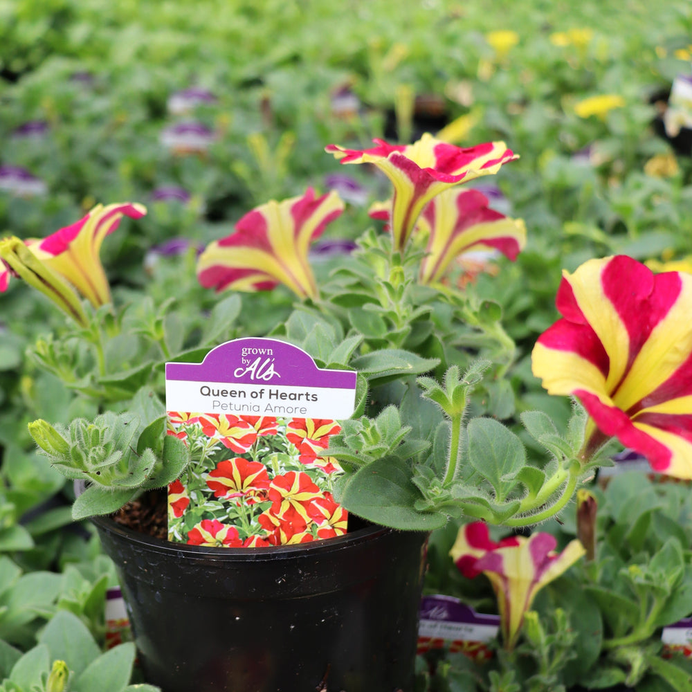 Petunia x 'Damorqueen' Amore® Queen of Hearts Premium Petunia, Annual