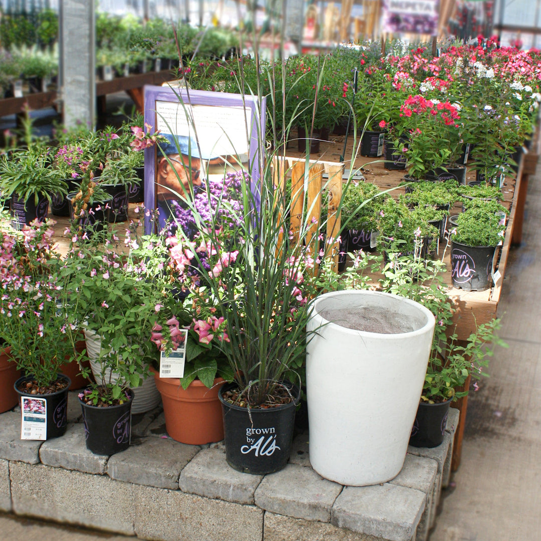 Andropogon gerardii 'Blackhawks' PP27949 Andropogon, 2 Gallon Perennials