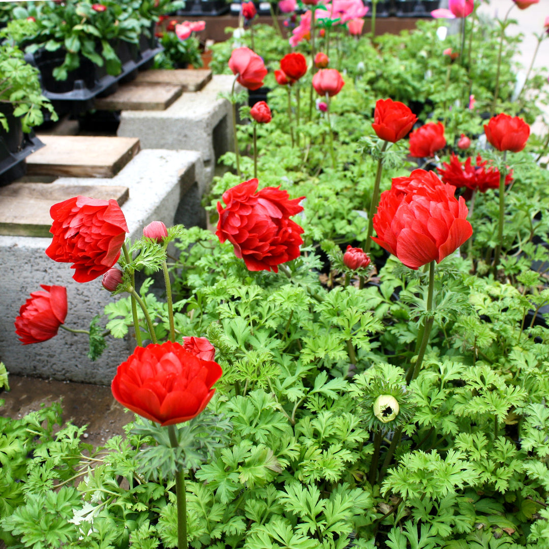 Anemone coronaria 'Harmony Double Scarlet' Poppy Anemone, 1 Quart Perennials