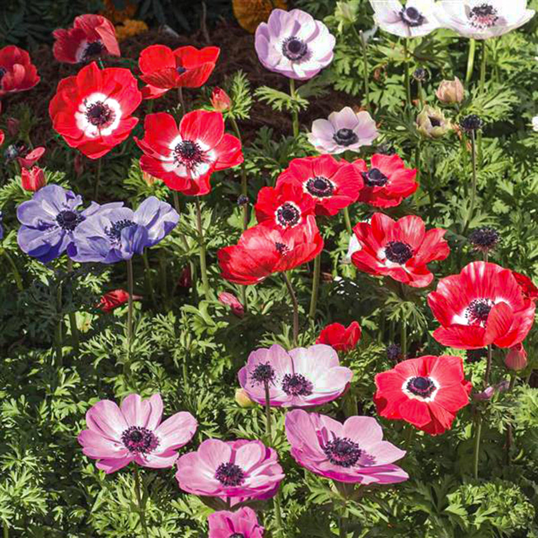 Anemone coronaria 'Harmony Mix' Poppy Anemone, 1 Quart Perennials