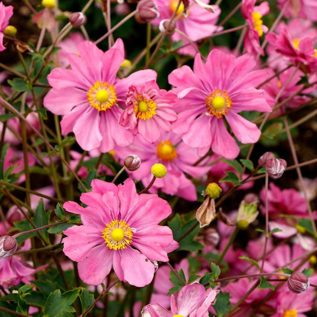 Anemone x 'Harlequin Pastel' Japanese Anemone, 1 Gallon Perennials