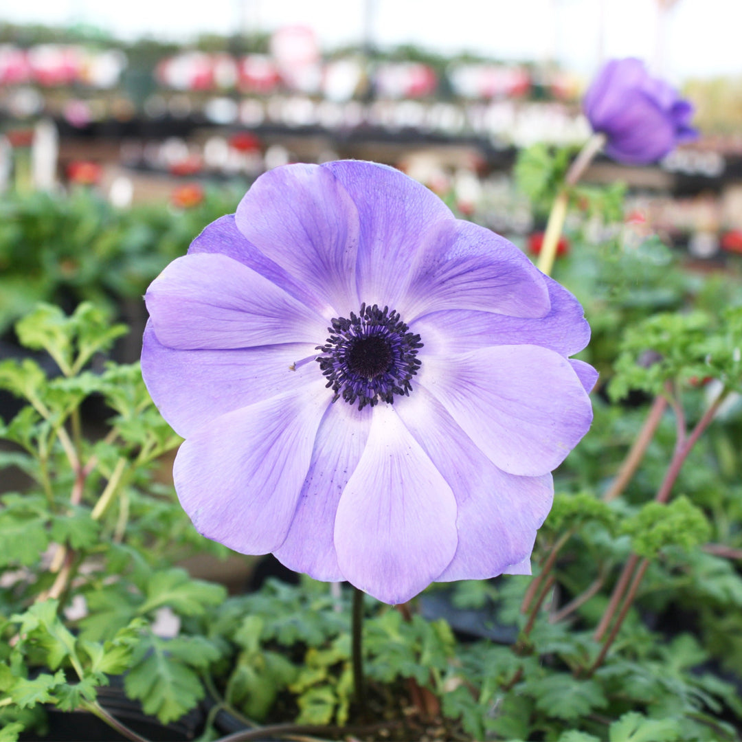 Anemone coronaria 'Harmony Blue' Poppy Anemone, 1 Quart Perennials