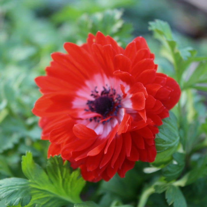 Anemone coronaria 'Harmony Double Scarlet' Poppy Anemone, 1 Quart Perennials