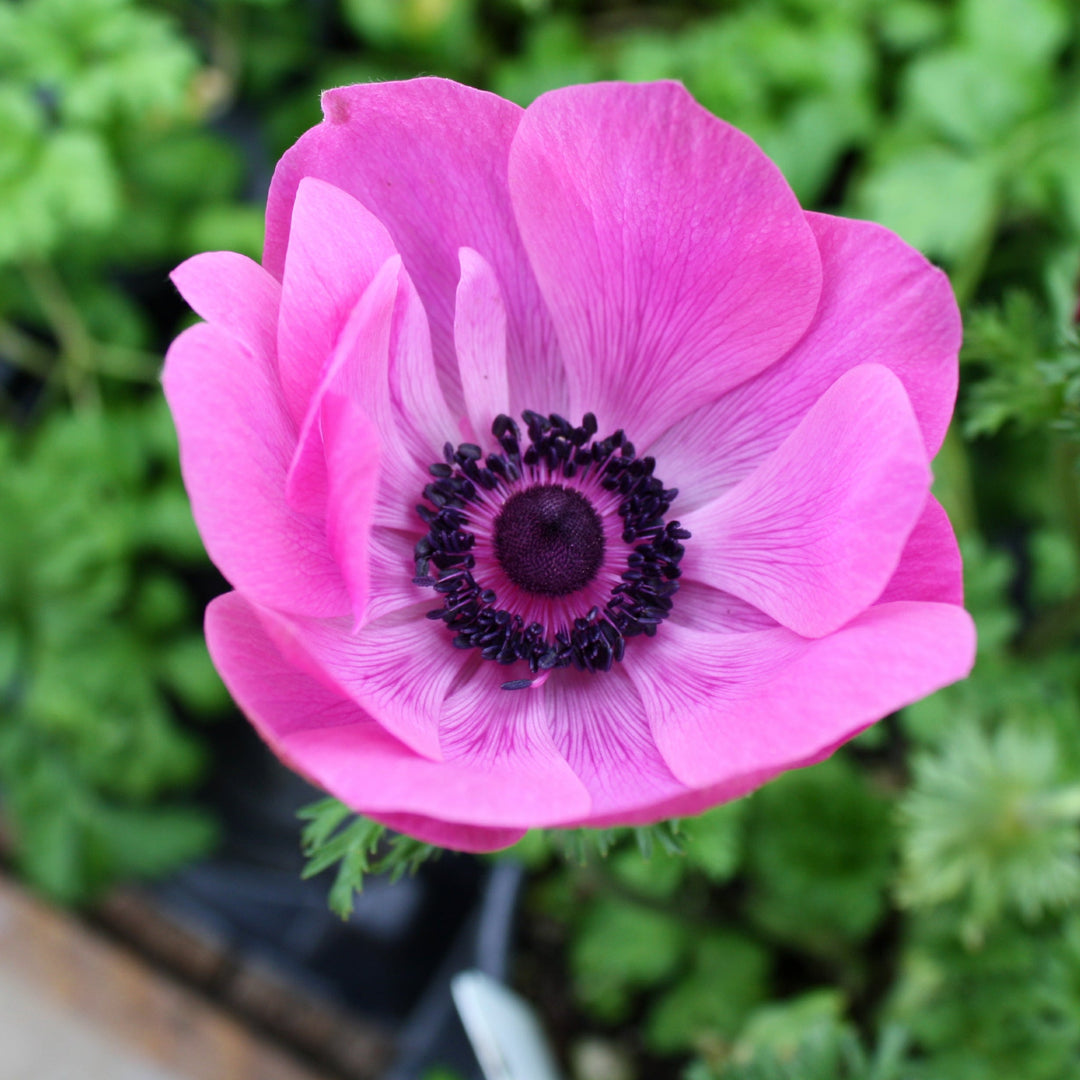 Anemone coronaria 'Harmony Orchid' Poppy Anemone, 1 Quart Perennials