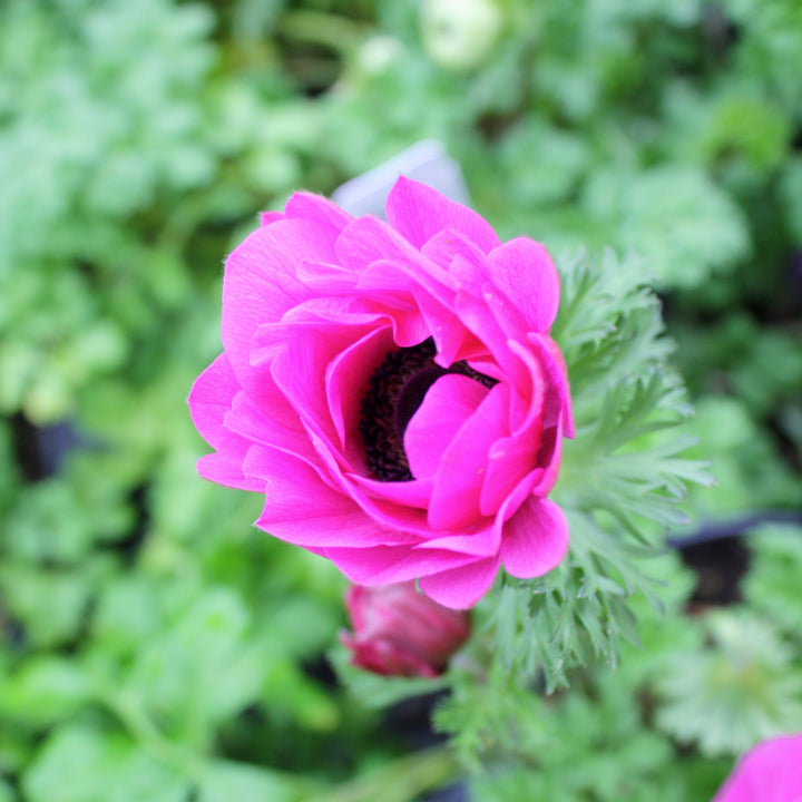 Anemone coronaria 'Harmony Orchid' Poppy Anemone, 1 Quart Perennials