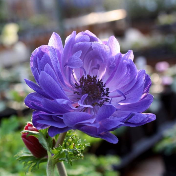 Anemone coronaria 'Harmony Double Blue' Poppy Anemone, 1 Quart Perennials