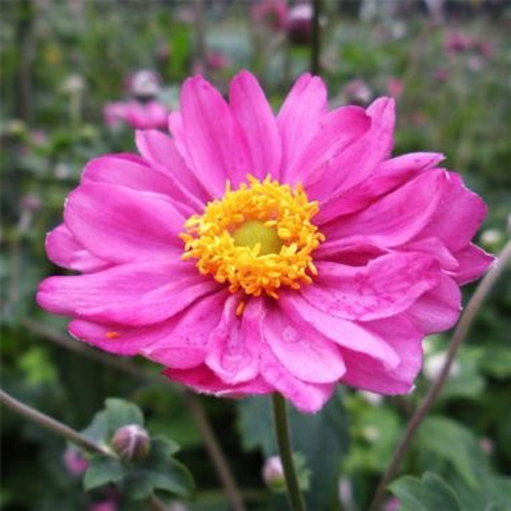 Japanese Anemone